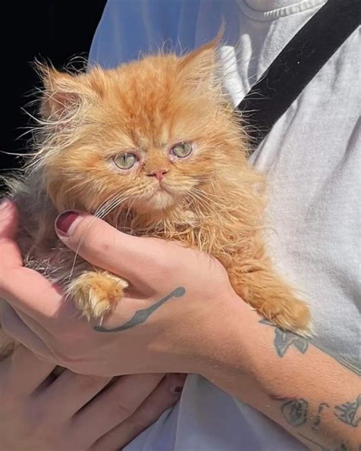 Dave Filoni Pets - Celebrity Pets