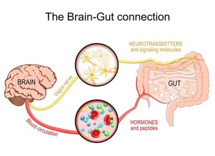 Maria Shriver: ‘The gut is often called the second brain’