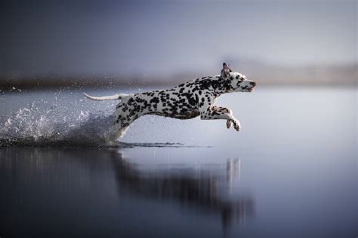 The Winners of the 2022 International Dog Photography Awards
